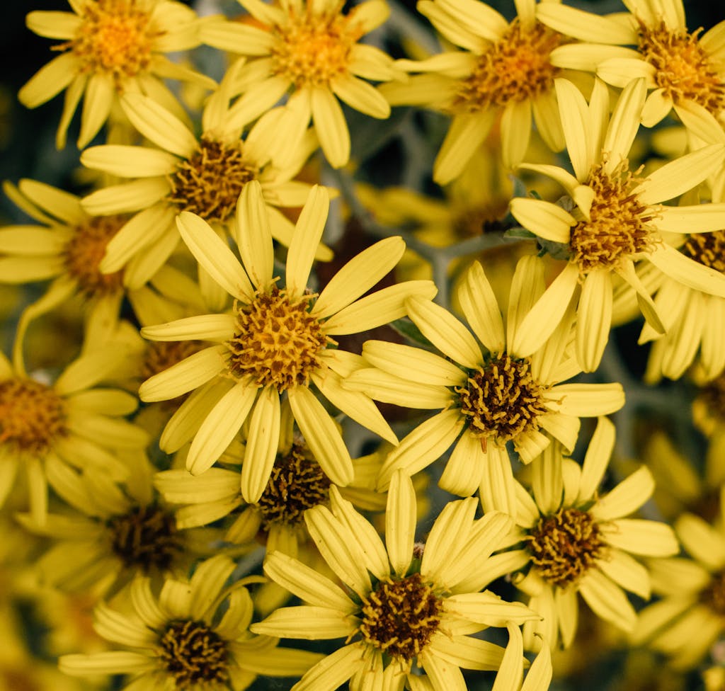 Yellow Summer Ragwort Flowers